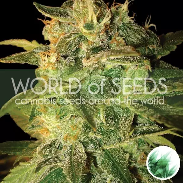 View Sugar Mango Ryder Auto de World Of Seeds - GB The Green Brand