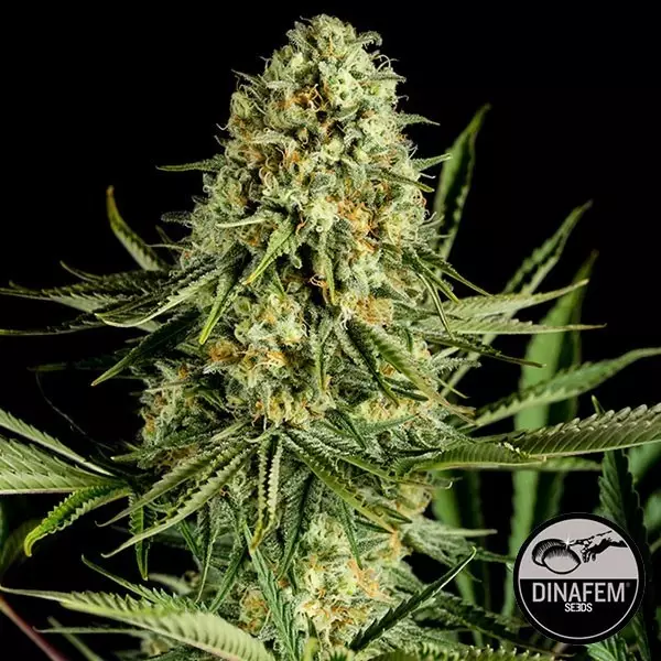 Critical Cheese Cannabis Plant