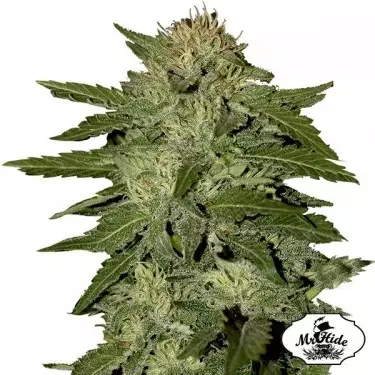 Auto White Widow Marijuana Plant