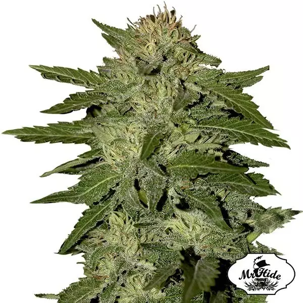 Auto White Widow Marijuana Plant