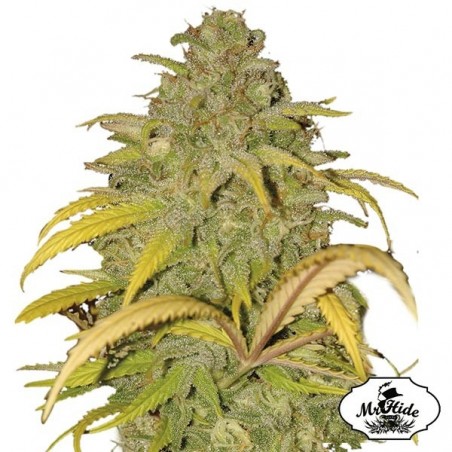 Auto Northern Cream semillas de Mr Hide Seeds - Grow Barato