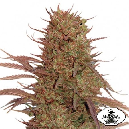 Auto Cream Mass semillas de Mr Hide Seeds - Grow Barato
