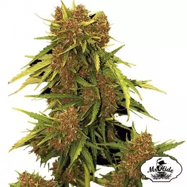 Auto Kritical Red - Mr Hide Seeds - hembra - Grow Barato