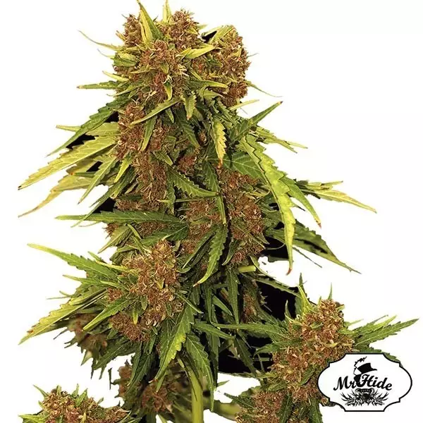 View Auto Kritical Red - Mr Hide Seeds - hembra - Grow Barato