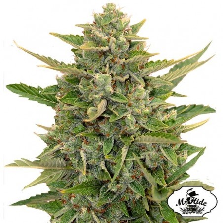 Auto Amnesia - Mr Hide Seeds - 100% hembra - Grow Barato