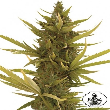 Auto Black Banana - Mr Hide Seeds - hembra - Grow Barato