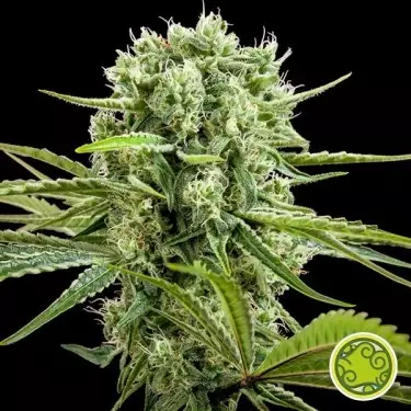 Comprar CBD Rich Doces Philosopher Seeds - GB