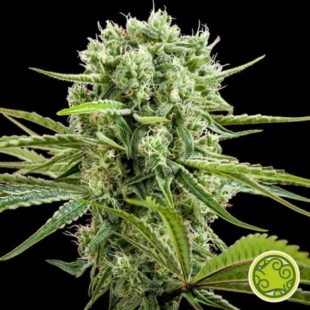 Comprar CBD Rich Candy Philosopher Seeds - GB