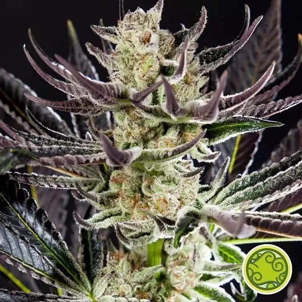 Comprar Purple Punch x Do-Si-Dos Philosopher Seeds - GB