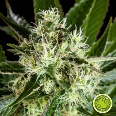 Comprar Pure CBD Punch Philosopher Seeds - Grow Barato