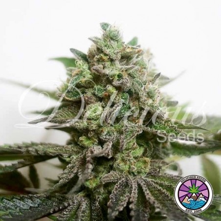 Comprar Delimed CBD Plus Delicious Seeds - GB
