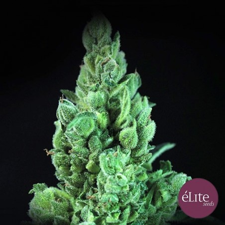 Comprar Solodiol Auto CBD Elite Seeds - Grow Barato