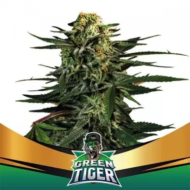 Green Tiger Faster Flowering de BSF Seeds - Grow Barato