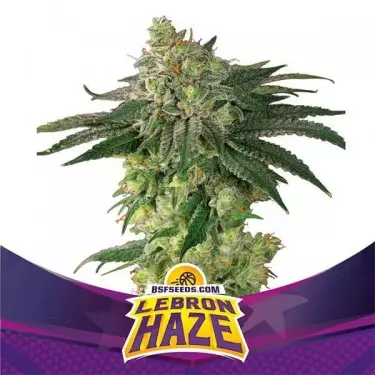Lebron Haze de BSF Seeds Semillas feminizadas - Grow Barato