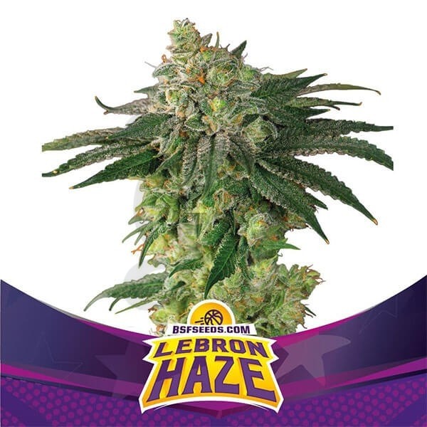 Lebron Haze Cannabis Plant