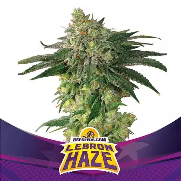 View Lebron Haze de BSF Seeds Semillas feminizadas - Grow Barato