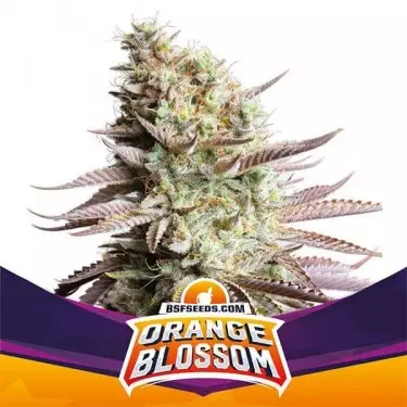 Orange Blossom Cannabis Plant