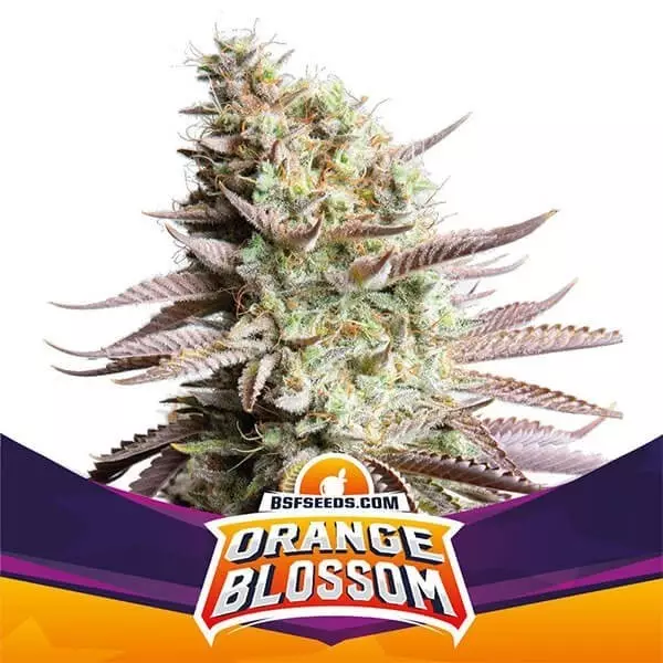 View Flor de laranja de BSF Seeds estirpe feminizada - GB The Green Brand