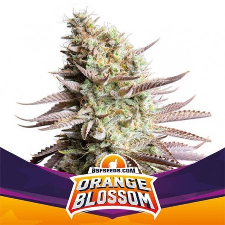 Orange Blossom de BSF Seeds cepa feminizada - Grow Barato