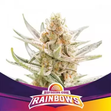 BSF Seeds Rainbows seleção Zkittlez - GB The Green Brand