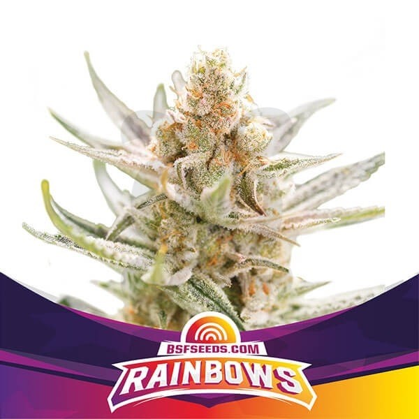 Plante de cannabis Rainbows