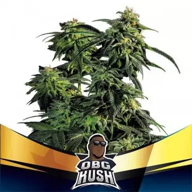 OBG Kush mais rápido floração planta de marijuana