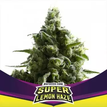 SLH por BSF Seeds Estrelas Jogadores citrus sativa - GB The Green Brand