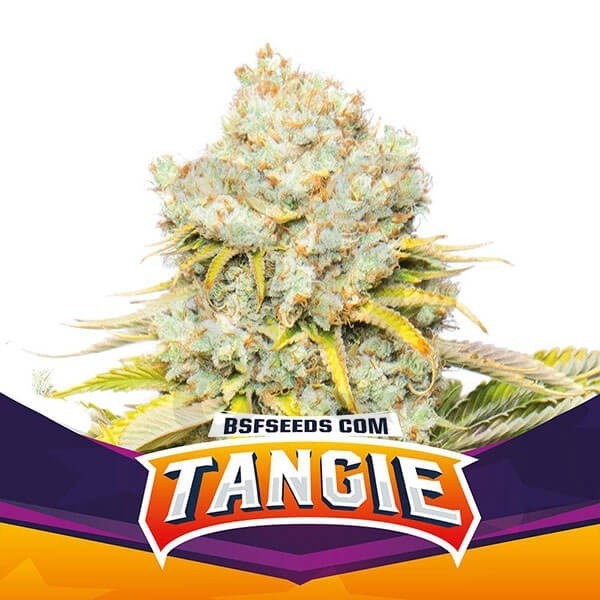 Tangie Marijuana Plant