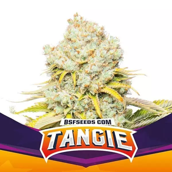 View Tangie de BSF Seeds seleção feminizada. - GB The Green Brand