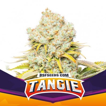 Tangie de BSF