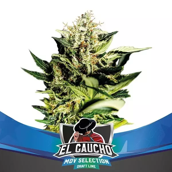View El Gaucho Faster Flowering de BSF Seeds - Grow Barato