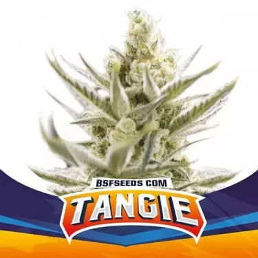 Tangie XXL Auto Marijuana Plant