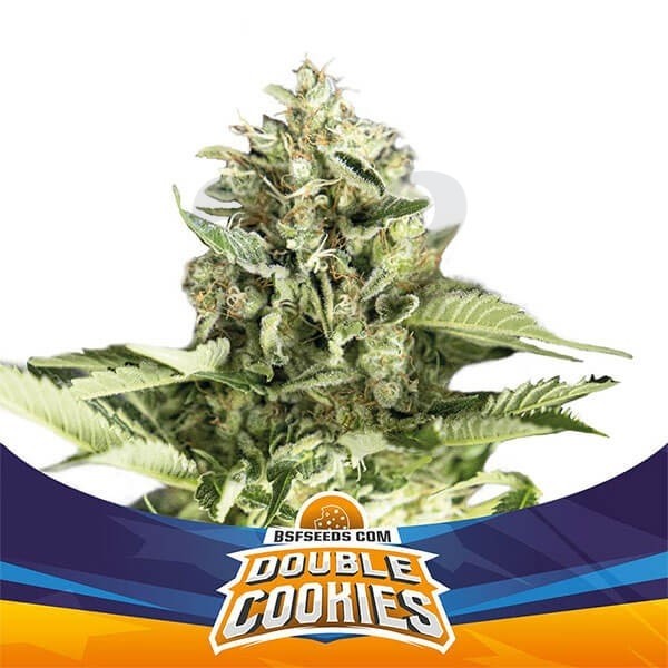Double Cookies Auto Plante de marijuana