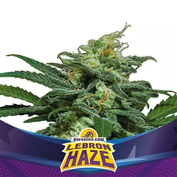 View Lebron Haze XXL Auto de BSF Seeds Auto - Grow Barato
