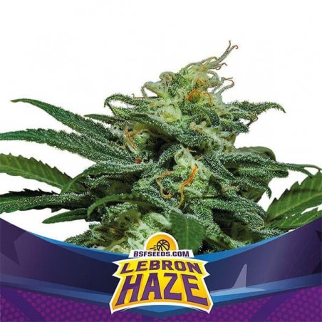 Lebron Haze XXL Auto de BSF Seeds Auto - Grow Barato