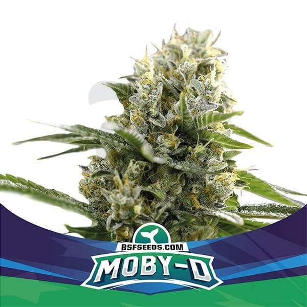 Moby-D XXL Auto Marijuana Plant