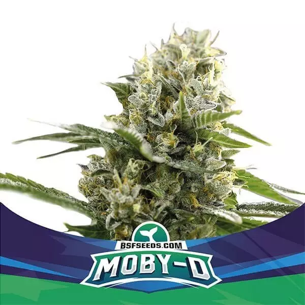View Moby-D XXL Auto