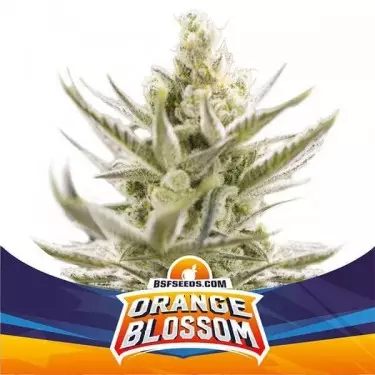 Laranja Blossom XXL Auto de BSF Seeds de Sementes - GB The Green Brand