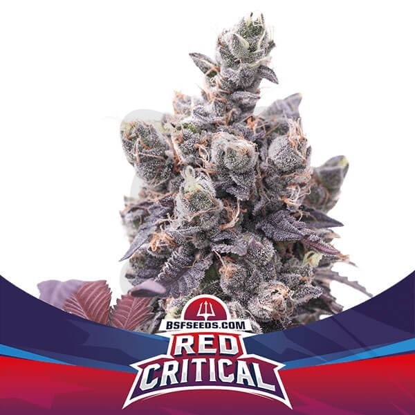 Plante de cannabis Red Critical Auto