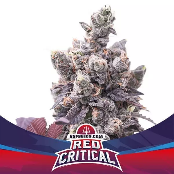 View Red Critical Auto Marijuana Plant