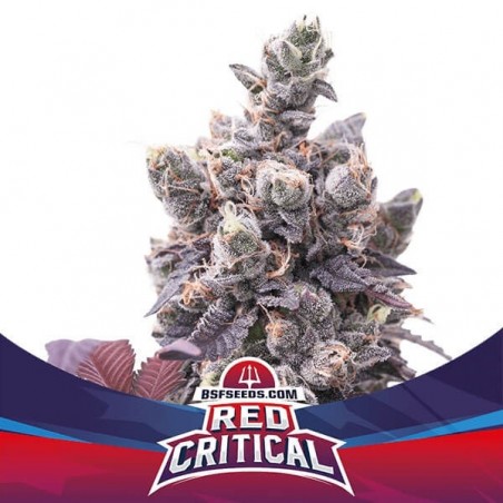 Semillas Red Critical Auto de BSF Seeds - Grow Barato