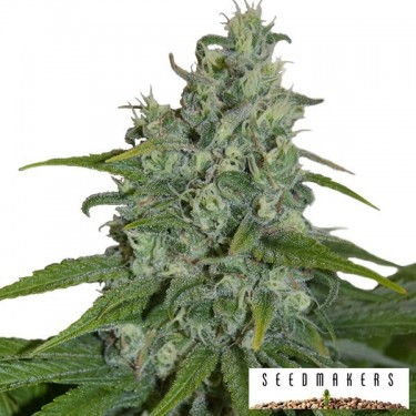 Auto Max de Seedmakers semilla automática - Grow Barato