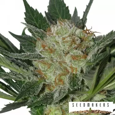 widow by seedmakers marijuana plants