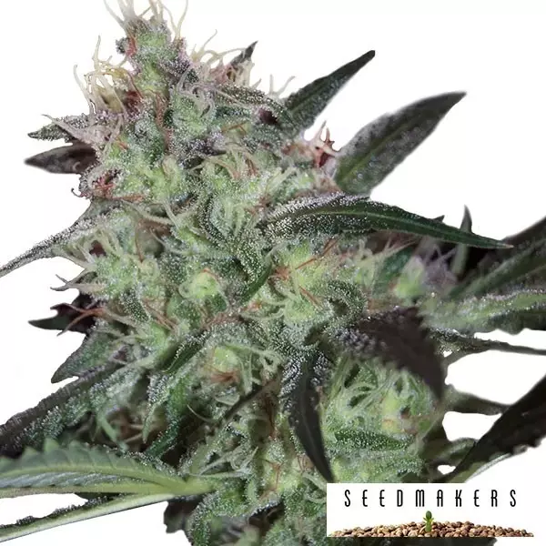 View Super Diesel de Seedmakers feminizadas - Grow Barato