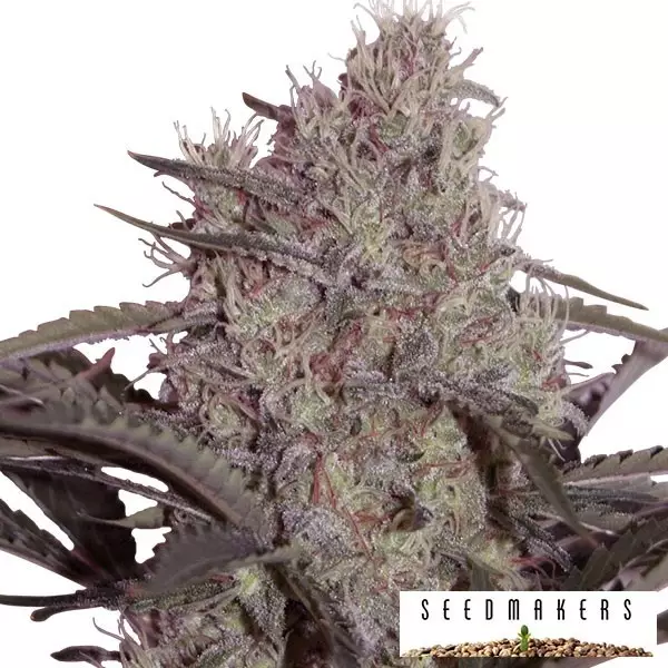 View Jack Widow de Seedmakers feminizadas - Grow Barato