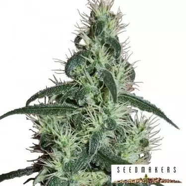Blizzard de Seedmakers semilla feminizada - Grow Barato