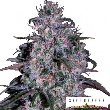 Alakazam de Seedmakers semillas feminizadas - Grow Barato