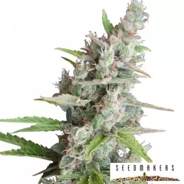 AK auto cannabis plant