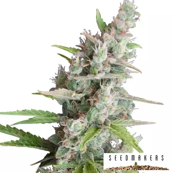 View AK auto cannabis plant