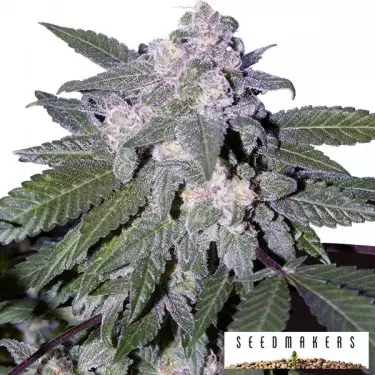 Auto Blue de Seedmakers semillas automáticas - Grow Barato